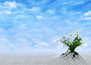 event-flower-sky.jpg